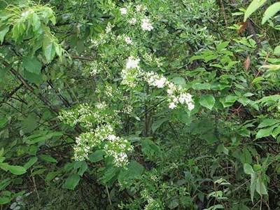 核桃樹如何提高坐果率?